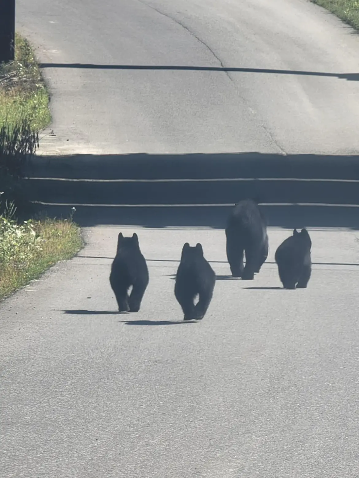 4 bears.webp